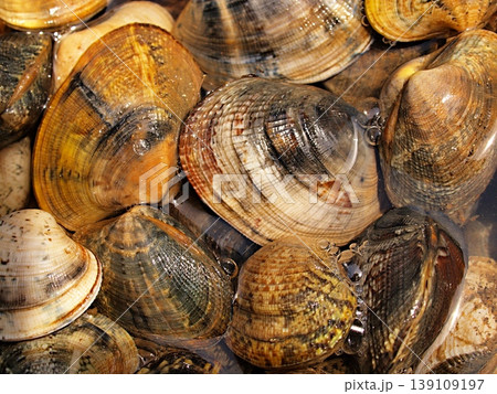 砂出し中のアサリのアップ 139109197