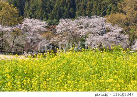 春の石舞台古墳　奈良県明日香村にて 139109347