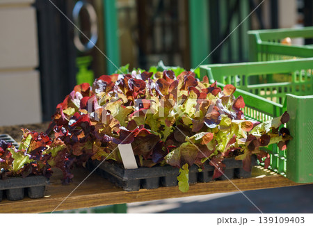 Young red leaf lettuce seedlings Lactuca sativa growing in trays at garden center, fresh organic greens ready for planting in soil outdoors Young red leaf lettuce seedlings Lactuca sativa growing in trays at garden center, fresh organic greens ready for planting in soil outdoors 139109403