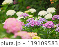 あじさい01 139109583