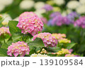 あじさい02 139109584