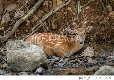 A spotted Deer or Chital in the nature. A spotted Deer or Chital in the nature. 139109589