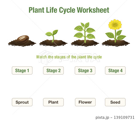 Plant life cycle worksheet with seed, sprout, plant, and flower stages. Educational printable for kids to match growth stages, ideal for classroom activities, homeschooling, science lessons, learning Plant life cycle worksheet with seed, sprout, plant, and flower stages. Educational printable for kids to match growth stages, ideal for classroom activities, homeschooling, science lessons, learning 139109731