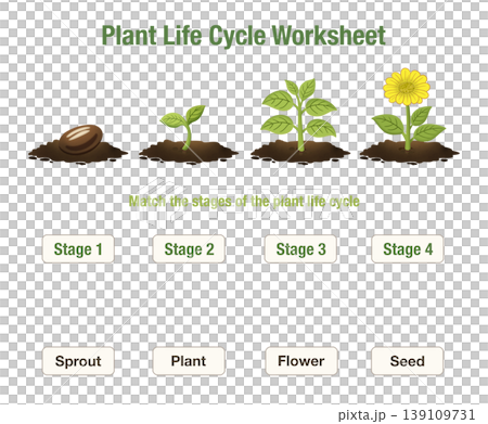 Plant life cycle worksheet with seed, sprout, plant, and flower stages. Educational printable for kids to match growth stages, ideal for classroom activities, homeschooling, science lessons, learning Plant life cycle worksheet with seed, sprout, plant, and flower stages. Educational printable for kids to match growth stages, ideal for classroom activities, homeschooling, science lessons, learning 139109731
