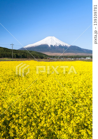 山梨県忍野村の菜の花畑と富士山 139109781