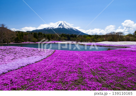 山梨県忍野村から望む花桃と富士山 139110165