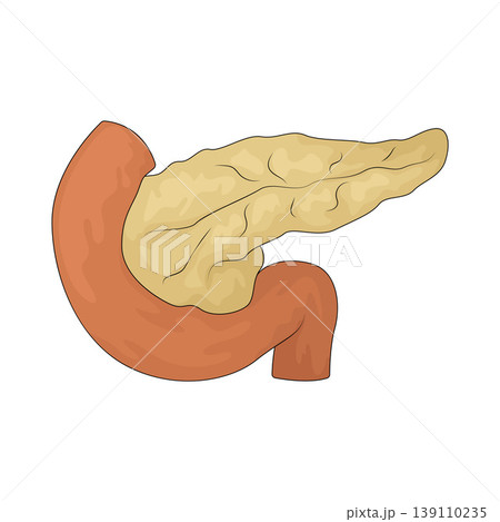 Illustration of Pancreas 139110235