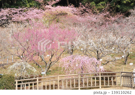 赤塚山公園の梅 139110262