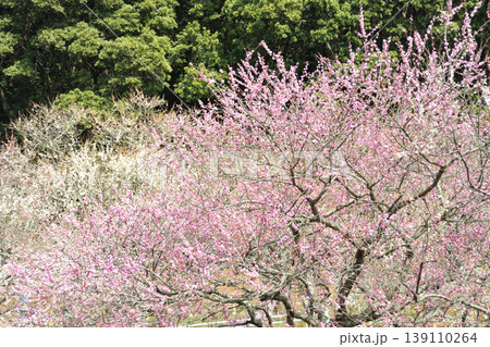 赤塚山公園の梅 139110264