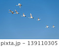 【新潟県瓢湖：渡り鳥】越冬地で力強く飛ぶ白鳥 139110305