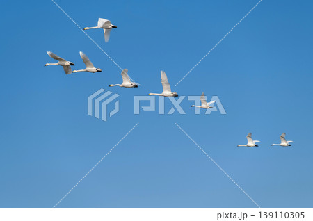 【新潟県瓢湖:渡り鳥】越冬地で力強く飛ぶ白鳥 【新潟県瓢湖:渡り鳥】越冬地で力強く飛ぶ白鳥 139110305