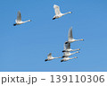 【新潟県瓢湖：渡り鳥】越冬地で力強く飛ぶ白鳥 139110306