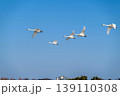 【新潟県瓢湖：渡り鳥】越冬地で力強く飛ぶ白鳥 139110308