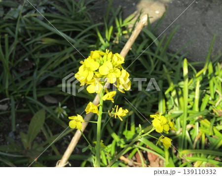 黄色い花の咲いたナバナ 黄色い花の咲いたナバナ 139110332