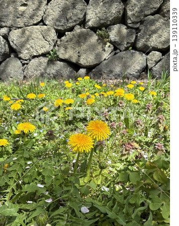 石垣に咲くタンポポ 石垣に咲くタンポポ 139110339