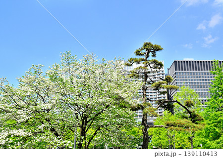 春の皇居外苑 馬場先濠付近 満開のハナミズキの花 春の皇居外苑 馬場先濠付近 満開のハナミズキの花 139110413