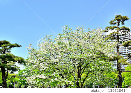 春の皇居外苑 馬場先濠付近 満開のハナミズキの花 春の皇居外苑 馬場先濠付近 満開のハナミズキの花 139110414