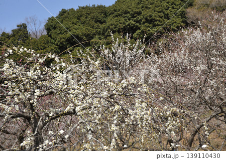 赤塚山公園の梅 赤塚山公園の梅 139110430
