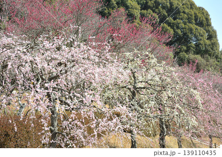 赤塚山公園の梅 赤塚山公園の梅 139110435
