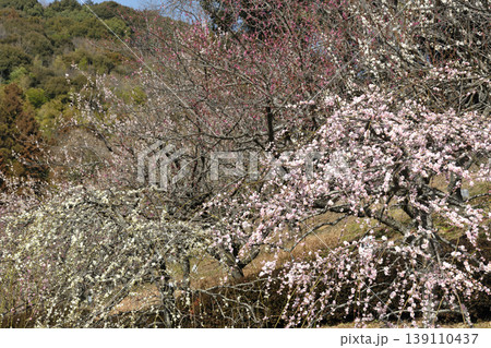 赤塚山公園の梅 赤塚山公園の梅 139110437
