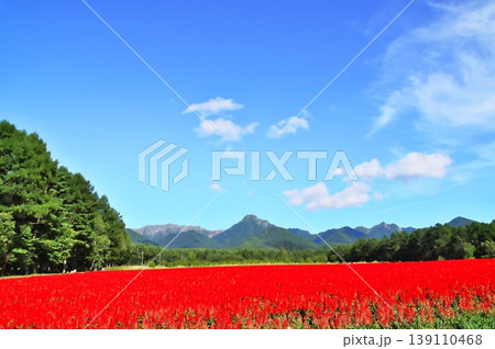 サルビア 花畑 サルビア 花畑 139110468