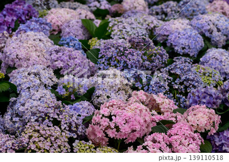 Beautiful Blooming Hydrangeas flowers in the garden. Beautiful Blooming Hydrangeas flowers in the garden. 139110518