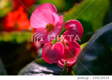 Close-up pink Begonia flower blooming in the garden. Family Begoniaceae. Close-up pink Begonia flower blooming in the garden. Family Begoniaceae. 139110519