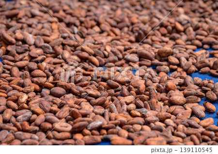 Cocoa beans is laid drying naturally in an open-air space. 139110545