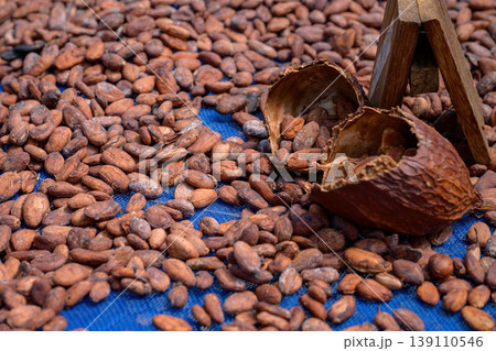 Cocoa beans is laid drying naturally in an open-air space. 139110546