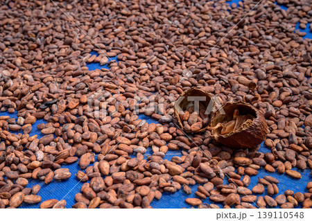 Cocoa beans is laid drying naturally in an open-air space. Cocoa beans is laid drying naturally in an open-air space. 139110548