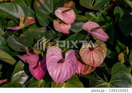 Close up of a red Flamingo Flower or Anthurium andraeanum flower blooming in the garden. Family Araceae. 139110561