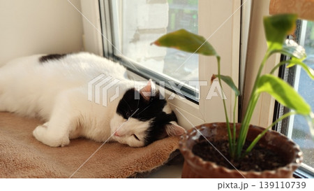 Cat rests on a soft surface by the window in a warm sunlit room during the day Cat rests on a soft surface by the window in a warm sunlit room during the day 139110739
