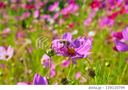コスモスの花 蜜を吸う蜂 コスモスの花 蜜を吸う蜂 139110794