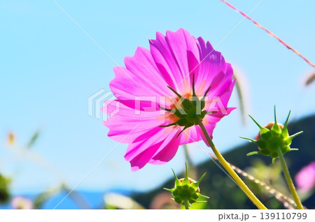 コスモスの花 コスモスの花 139110799