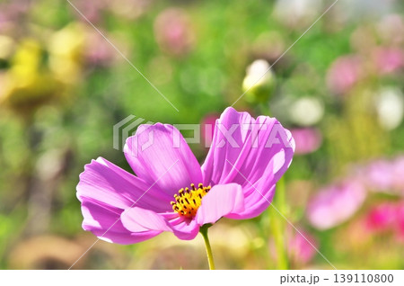 コスモスの花 139110800