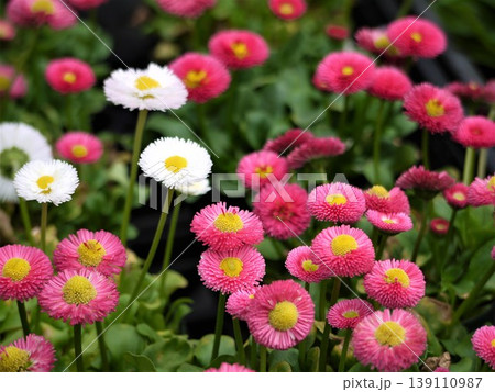 ピンクと白のデージーの花 ピンクと白のデージーの花 139110987