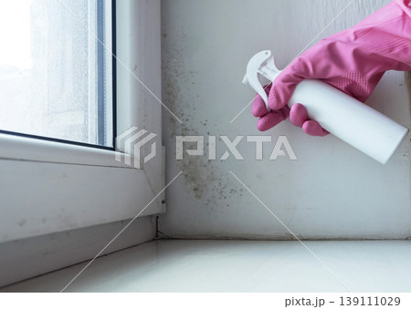 Person in pink gloves cleaning mold on window sill and walls using antifungal spray. Removing toxic black mold and mildew from window frame and plaster. Home maintenance and hygiene. 139111029