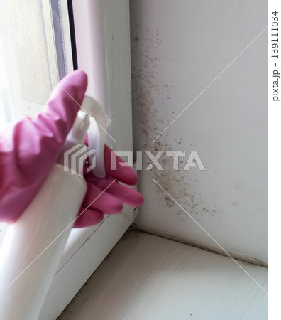 Person in pink gloves cleaning mold on window sill and walls using antifungal spray. Removing toxic black mold and mildew from window frame and plaster. Home maintenance and hygiene. 139111034
