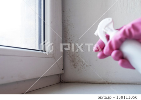 Person in pink gloves cleaning mold on window sill and walls using antifungal spray. Removing toxic black mold and mildew from window frame and plaster. Home maintenance and hygiene. 139111050