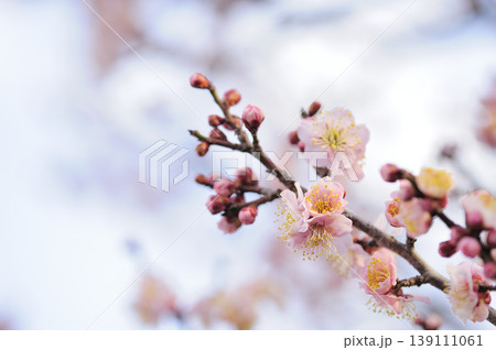 梅林公園でみた梅の花 梅林公園でみた梅の花 139111061