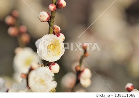 梅林公園でみた梅の花 139111069