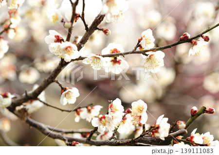 梅林公園でみた梅の花 梅林公園でみた梅の花 139111083