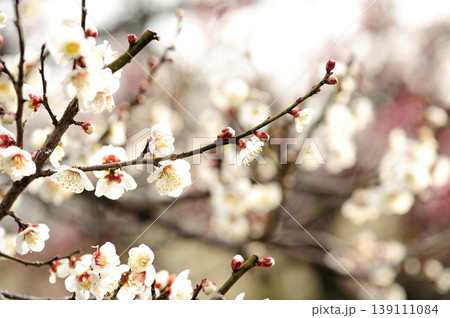梅林公園でみた梅の花 梅林公園でみた梅の花 139111084