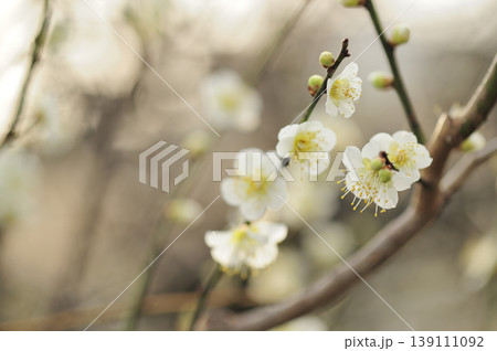 梅林公園でみた梅の花 梅林公園でみた梅の花 139111092
