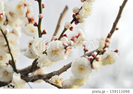 梅林公園でみた梅の花 139111098