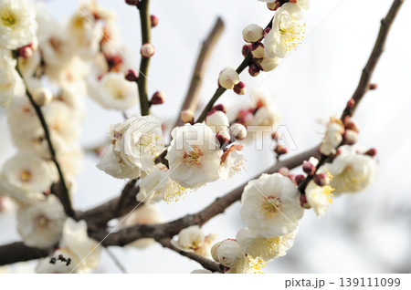 梅林公園でみた梅の花 梅林公園でみた梅の花 139111099