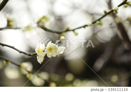 梅林公園でみた梅の花 139111110