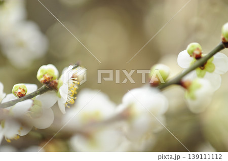 梅林公園でみた梅の花 梅林公園でみた梅の花 139111112