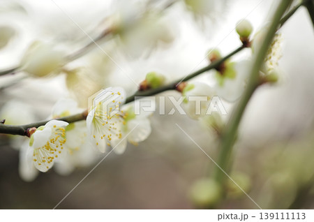 梅林公園でみた梅の花 梅林公園でみた梅の花 139111113