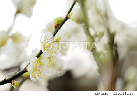 梅林公園でみた梅の花 梅林公園でみた梅の花 139111115